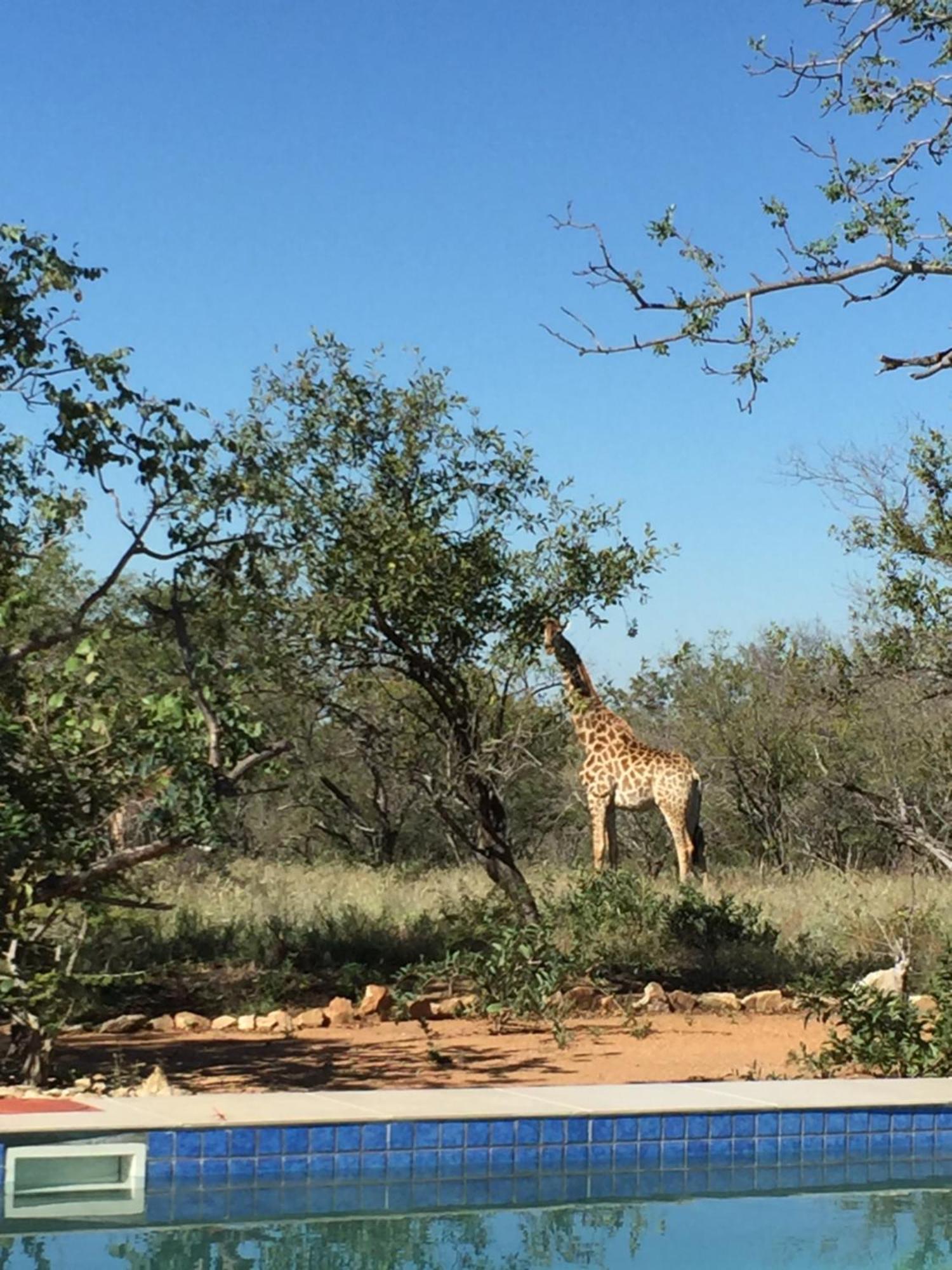 The Baobab Bush And * Hoedspruit