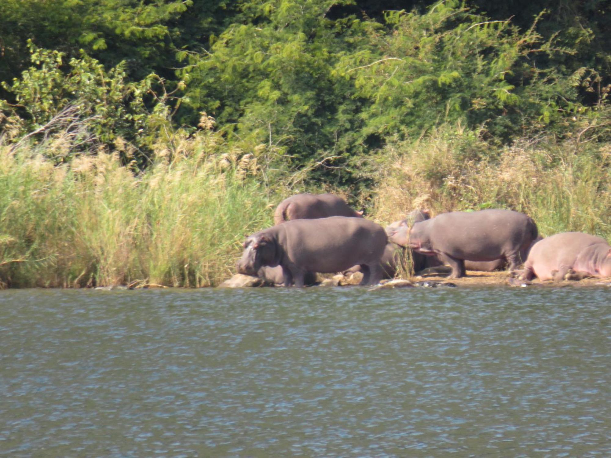 The Baobab Bush And Hoedspruit