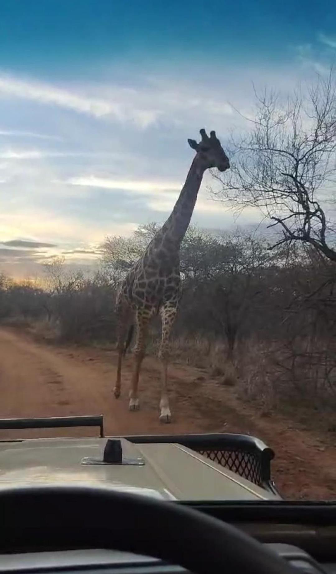 The Baobab Bush And Hoedspruit