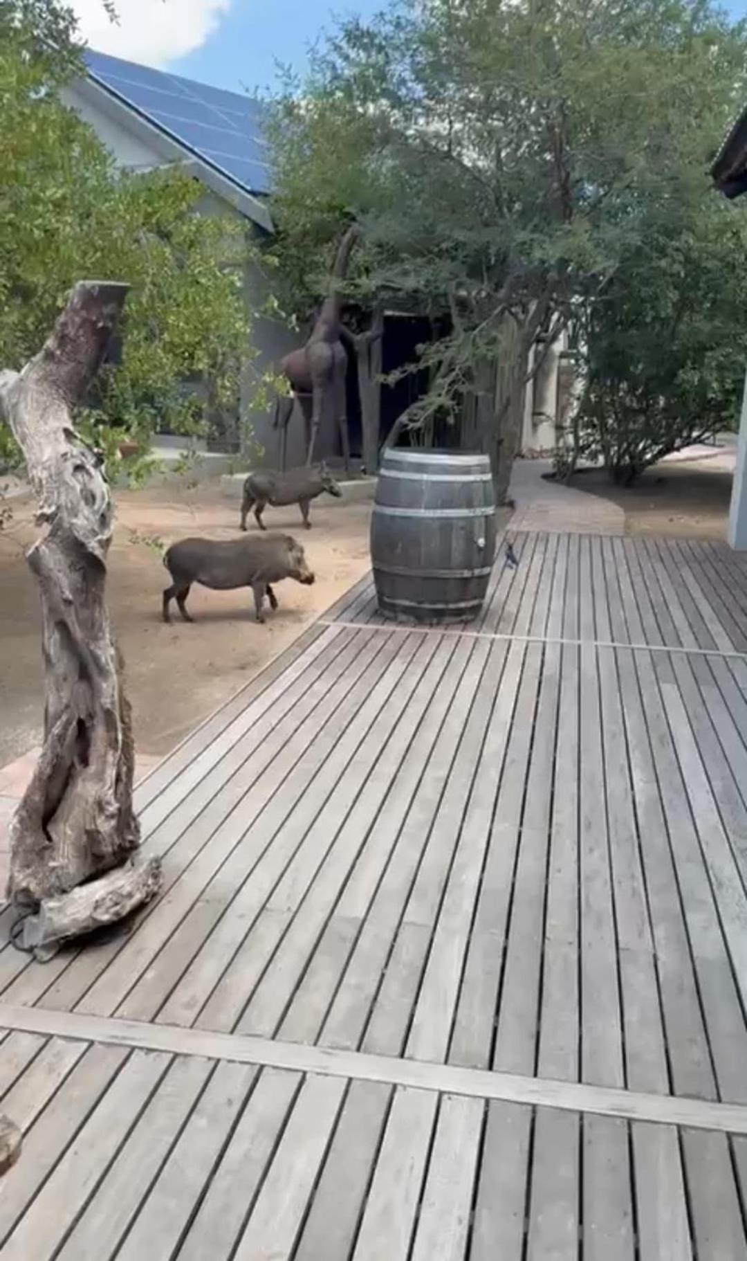 The Baobab Bush And Lodge